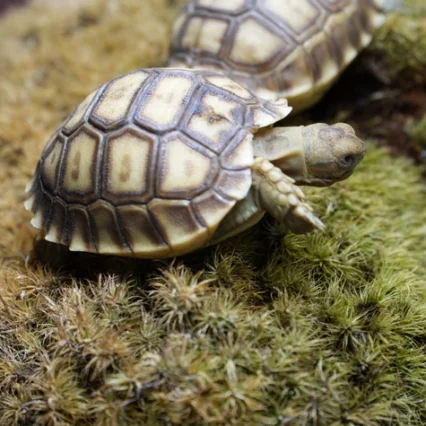 African Spurred Tortoise