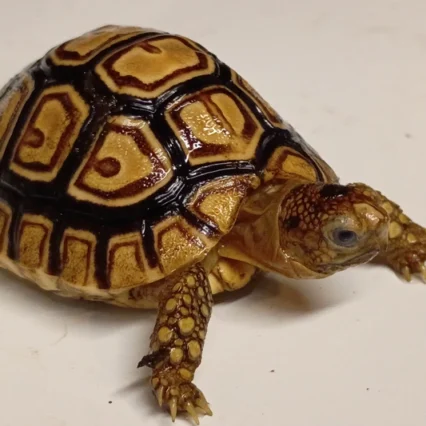 Baby Leopard Tortoise