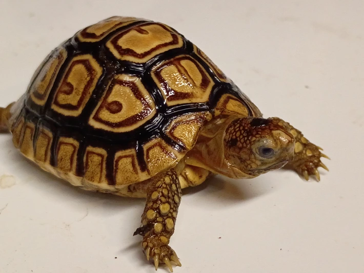 Baby Leopard Tortoise