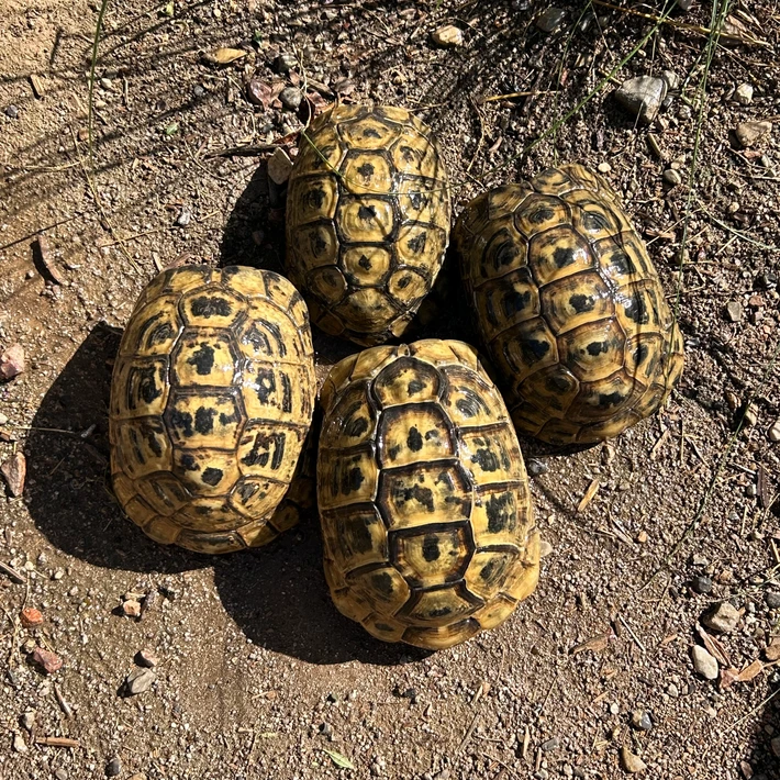 Baby (Jordanian) Greek Tortoise - Image 2