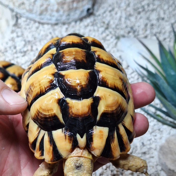 Baby Egyptian Tortoise