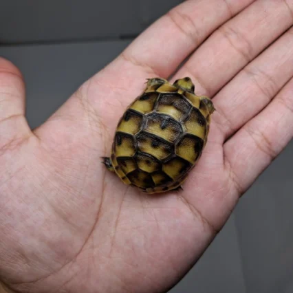 Baby (Syrian) Greek Tortoise