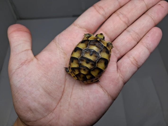 Baby (Syrian) Greek Tortoise