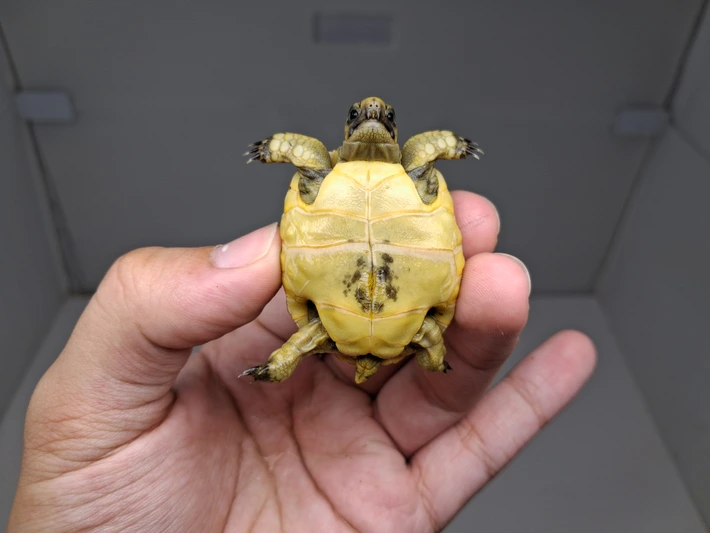 Baby (Syrian) Greek Tortoise - Image 4