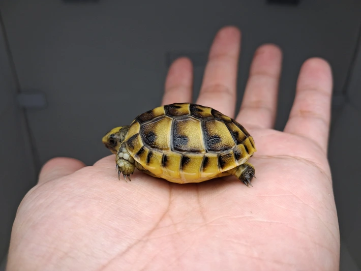 Baby (Syrian) Greek Tortoise - Image 5