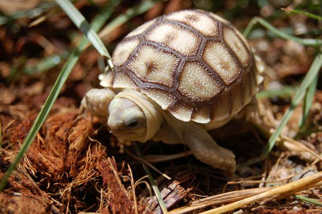 Baby Sulcata Tortoise