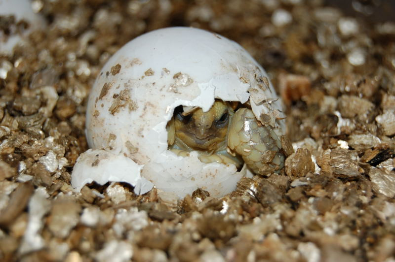 Baby Sulcata Tortoise - Image 2