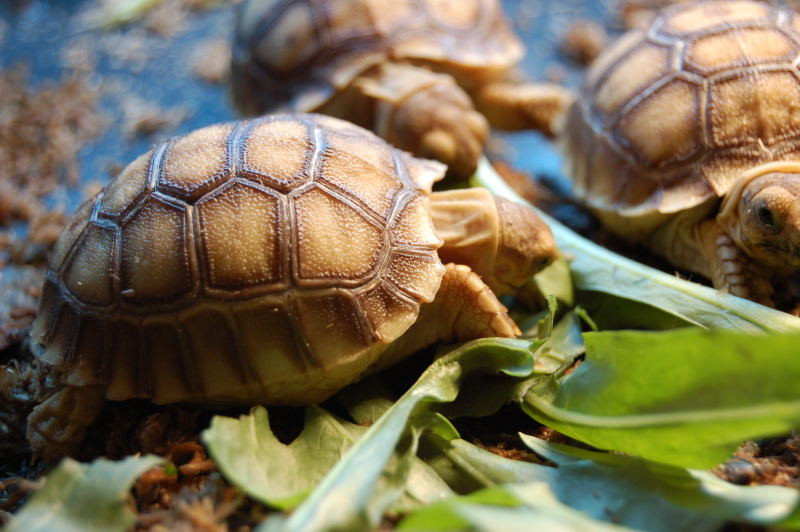 Baby Sulcata Tortoise - Image 3