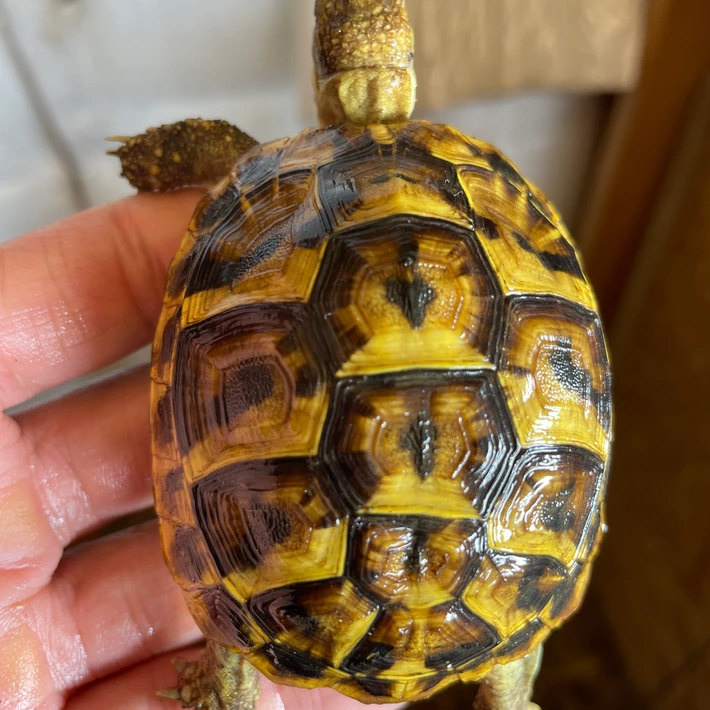 Baby Hermanns Tortoise (Western)