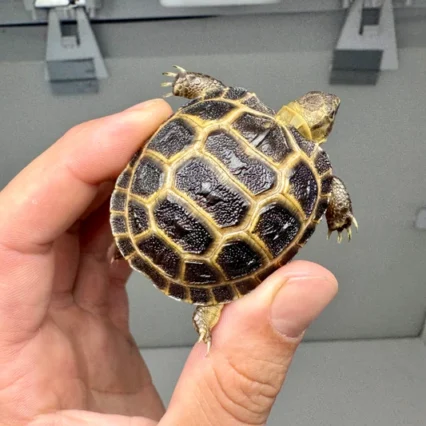 Baby Russian Tortoise - B Grade